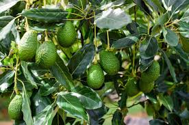 Avocado