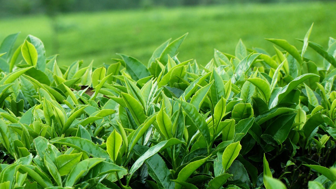 Tea